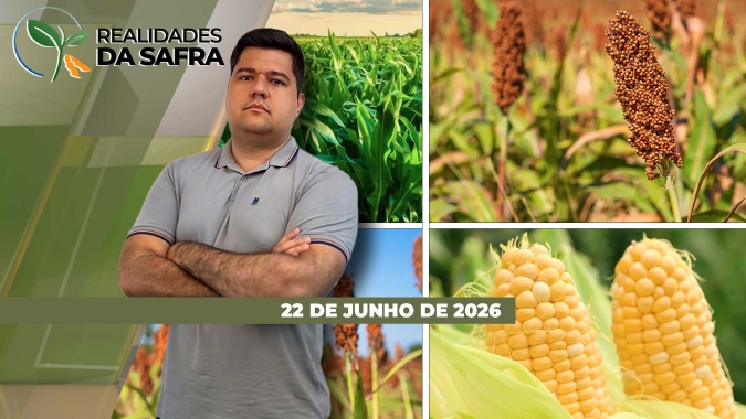 Produtividade do milho deve recuar em Nova Xavantina/MT e lavouras de soja se desenvolvem bem em Roraima