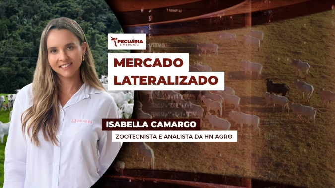 Mercado do boi gordo opera com estabilidade e ritmo lento nas negociações na reta final de junho
