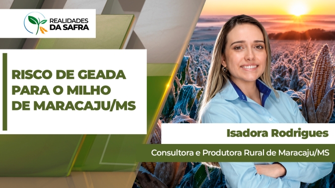 Milho se desenvolve bem em Maracaju/MS, mas risco de geadas em julho preocupam produtores