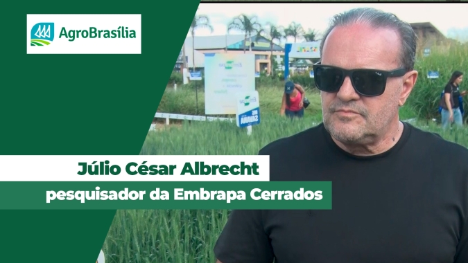 Embrapa lança cultivares de trigo mais resistentes ao calor e à seca