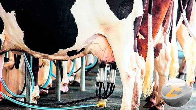 Captação de leite segue pressionada por altos custos de produção e pastagens degradadas