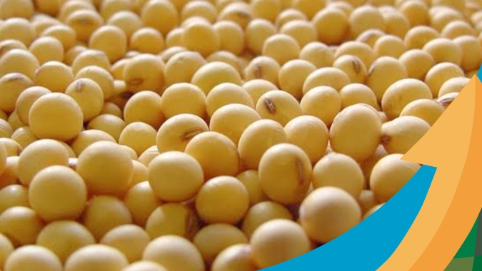 Soja recua mais de 1% em Chicago com pressão do óleo, clima nos EUA e feriado na China