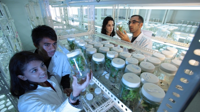"Tesoura genética" é aliada para produção sustentável de alimentos