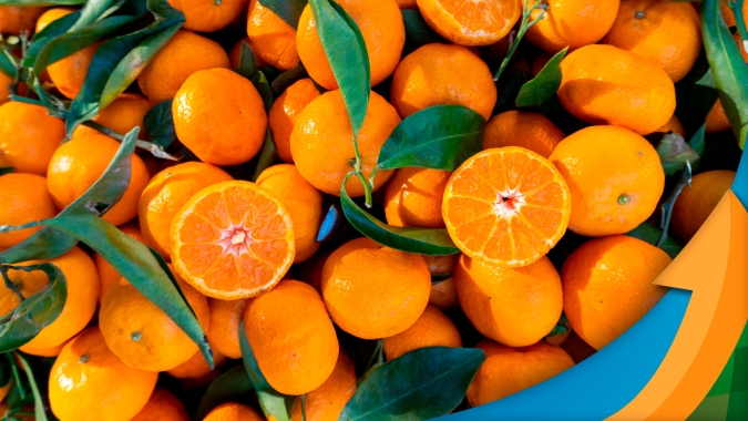 Chuvas irregulares contribuem com queda precoce dos frutos e tiram aproximadamente 3 milhões de caixas da safra 22/23 de laranja do Brasil