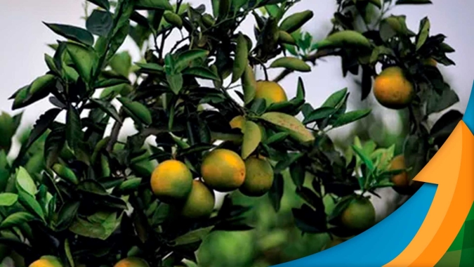 Grupo GCONCI acredita em safra de laranja com menos de 250 milhões de caixas e já espera por prejuízo na safra de 2022