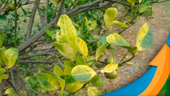 Fundecitrus: Hora de virar jogo contra o greening é agora e produtor precisa avaliar se continua na atividade e se atentar com urgência ao manejo de controle