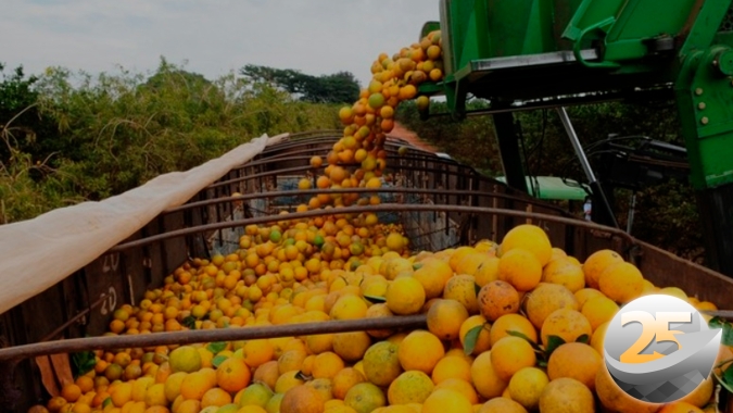 Rabobank: Laranja tem semana de alta com indústrias antecipando compras e receio de novos problemas climáticos no Brasil