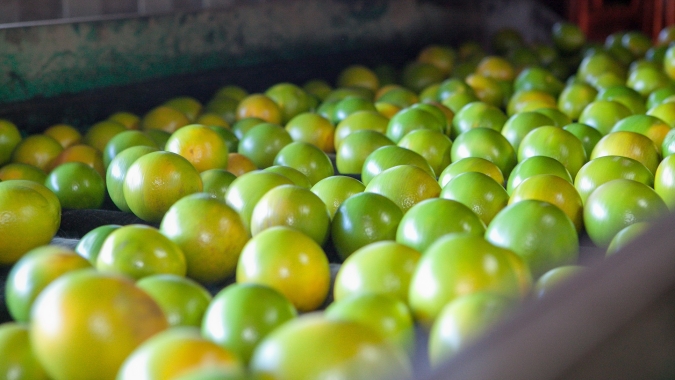 Portaria interministerial estabelece R$ 10 milhões em subvenção econômica para a laranja
