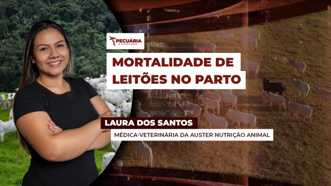 Cuidados para evitar a morte de leitões durante e após o parto tem impacto direto nos resultados do plantel