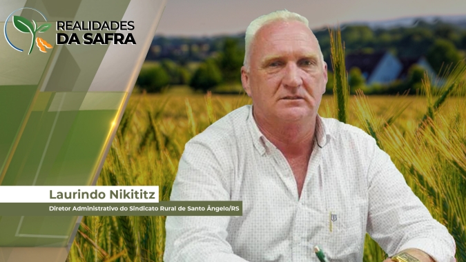 Colheita do trigo perto do fim em Santo Ângelo/RS registra queda de produtividade e qualidade