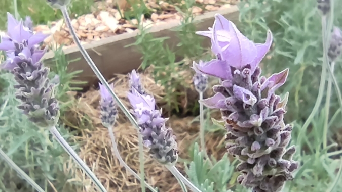 Cultivo de plantas aromáticas agrega valor a partir da extração de óleo essencial