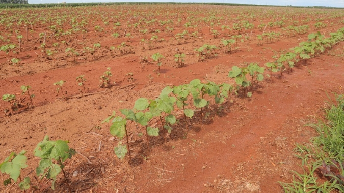 Agricultores de MT são levados a trocar soja por algodão em algumas áreas