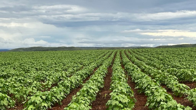Federação de oleaginosas e algodão adere a greve nacional na Argentina