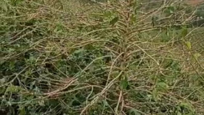 Lavouras de arábica voltam a ser atingidas por queda de granizo em Minas Gerais