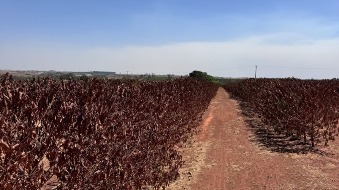 Falta de chuvas compromete produção de café na Alta Mogiana