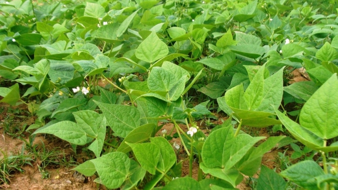 Rondônia deve produzir 4,4 mil toneladas de feijão na safra 2020/2021; área plantada é de 3,9 mil hectares