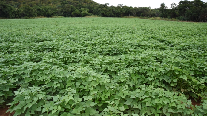 Produtores apostam no cultivo de feijão para a alimentação escolar