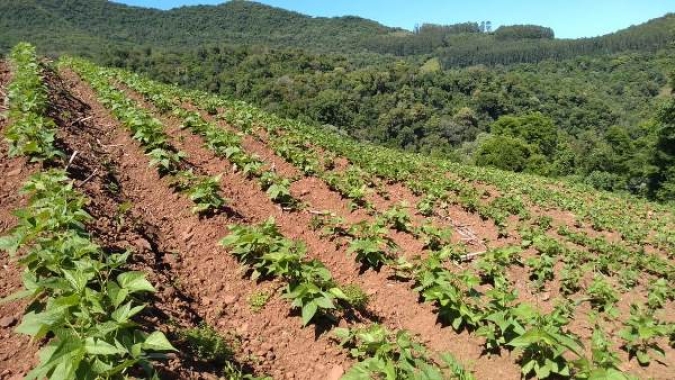 Unidades Demonstrativas de Feijão Crioulo estão com bom desenvolvimento em Ibarama/RS
