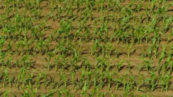 Com o plantio da safrinha perto de 100%, inscrições para concurso de produtividade também entram na reta final