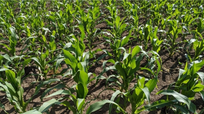 Plantio do milho volta a avançar na Argentina, mas ainda à espera de novas chuvas