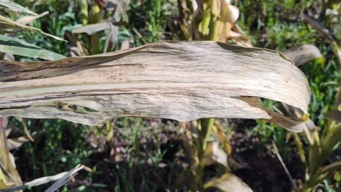 Após seca, geada afeta milho da Argentina, relata Bolsa de Cereais de Buenos Aires