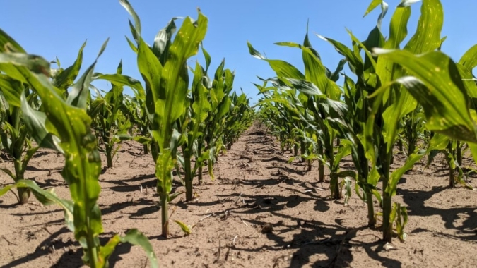 Volta das chuvas permite avanço no plantio do milho na Argentina e recuperação de algumas lavouras