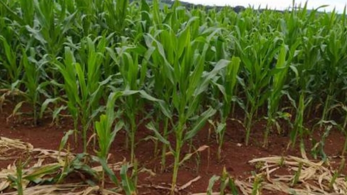 Calor e seca afetam desenvolvimento do milho no Paraná e Deral espera queda de produtividade