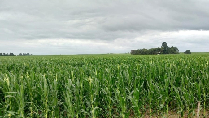 Bolsa de Buenos Aires indica fim do plantio do milho e melhora da condição hídrica das lavouras argentinas