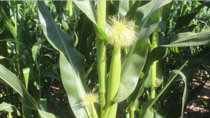 Qualidade das lavouras de milho cai na Argentina bem quando plantas estão entrando em seu período mais crítico, relata Bolsa de Buenos Aires