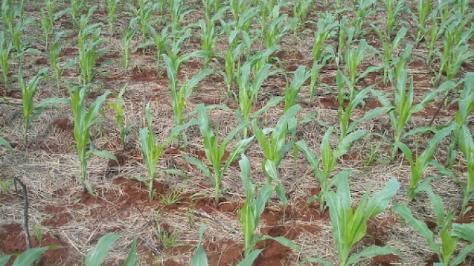 Plantio do milho vai à 43% na Argentina com algumas regiões precisando "urgentemente de uma boa chuva", diz Ministério da Agricultura