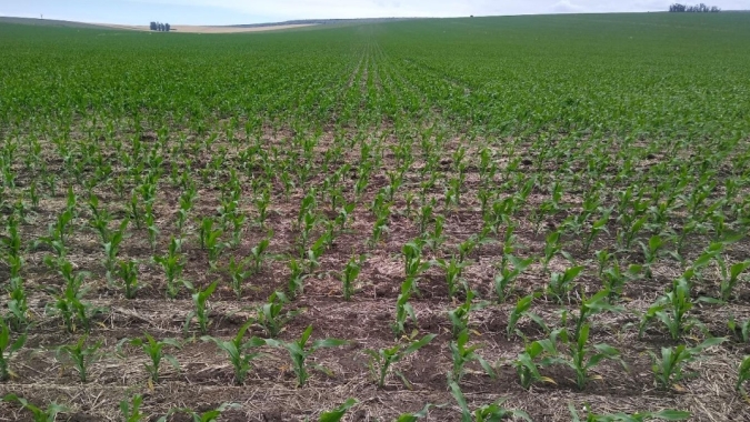 Plantio do milho avança para 42% na Argentina e condição das lavouras melhora, mas já há diminuição no potencial