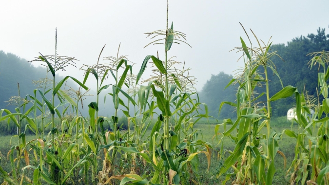 Com La Niña, inverno traz preocupação para produtores de milho no Paraná
