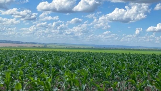 Lavouras de milho apresentam boas condições de desenvolvimento em MS