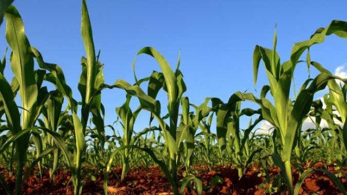 Deral indica aumento na expectativa de boa safra de milho verão do Paraná