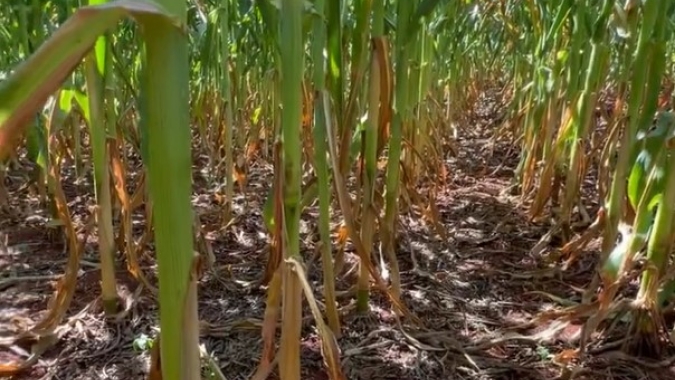 Deral aponta "perda de produtividade significativa" para o milho em muitos municípios do Paraná