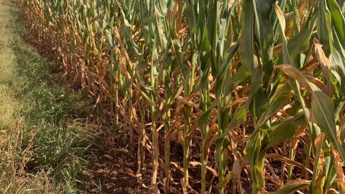 Estiagem no Rio Grande do Sul gera perdas econômicas de R$ 36,14 bilhões ao produtor