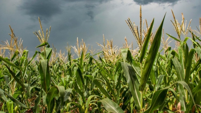 Secretaria da Agricultura do RS amplia a entrega de sementes do Programa Troca-Troca para todo o Estado