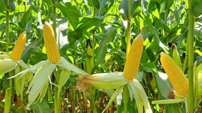 Valor Bruto da Produção Agropecuária em 2023 é estimado em R$ 1,179 trilhão