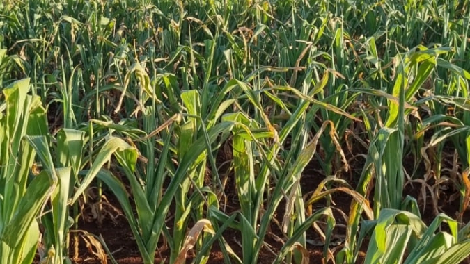 Seca derruba previsões para safras de milho e soja da Argentina, diz bolsa