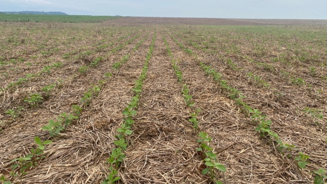 AgRural: Plantio de soja chega a 90% no Brasil; chuva leva alívio parcial ao Sul