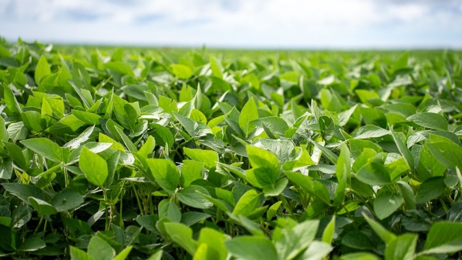 Chuvas acima da média favorecem soja do Sul do Brasil, aponta EarthDaily Agro