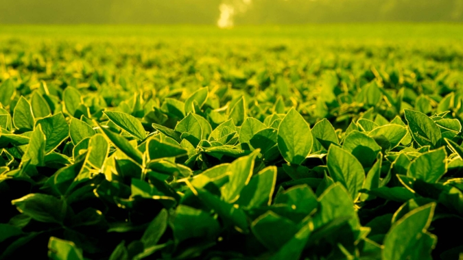 Diante de prêmio elevado para soja convencional, área cultivada deve crescer 34% no Mato Grosso em 22/23