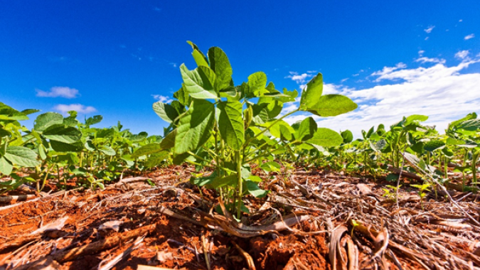 BASF acelera o desenvolvimento de soluções para os principais sistemas de cultivo do Brasil