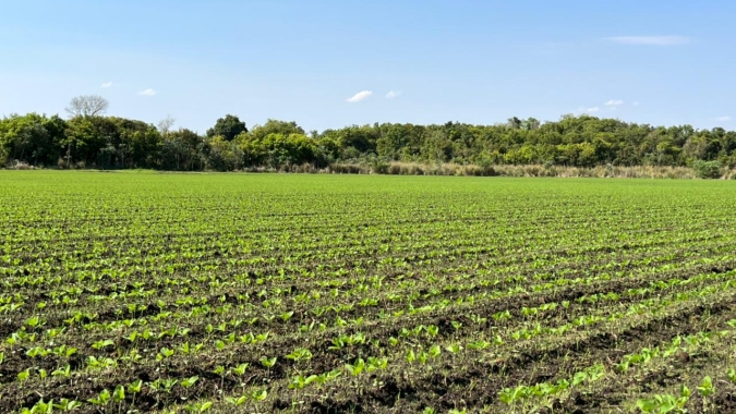 Com equipamento artesanal, agricultor familiar planta soja em camalhões