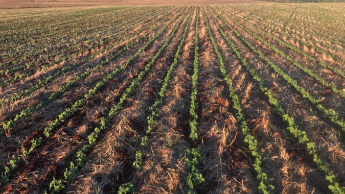 AgRural: Plantio de soja salta 8 mi de ha em uma semana e vai a 36% no Brasil
