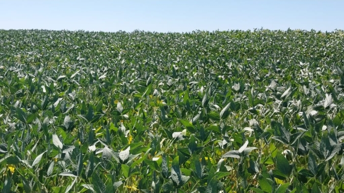 Tendência de produtividade de soja no Mato Grosso é a pior em 15 anos, diz EarthDaily Agro