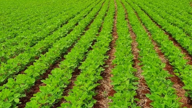 Produtores goianos têm até 27 de janeiro para efetuar cadastro de lavoura de soja