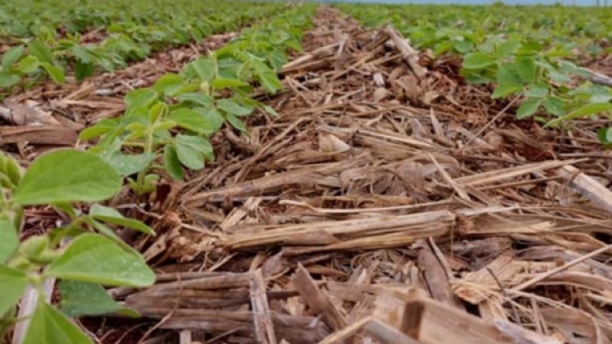 Semeadura de soja é concluída em Mato Grosso do Sul