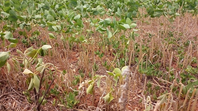 Plantio da soja no RS atinge 93% da área estimada