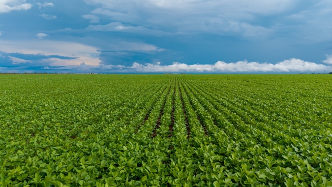 Condição da soja do Brasil aponta para produtividade menor em 25/26, diz Pátria AgroNegócios